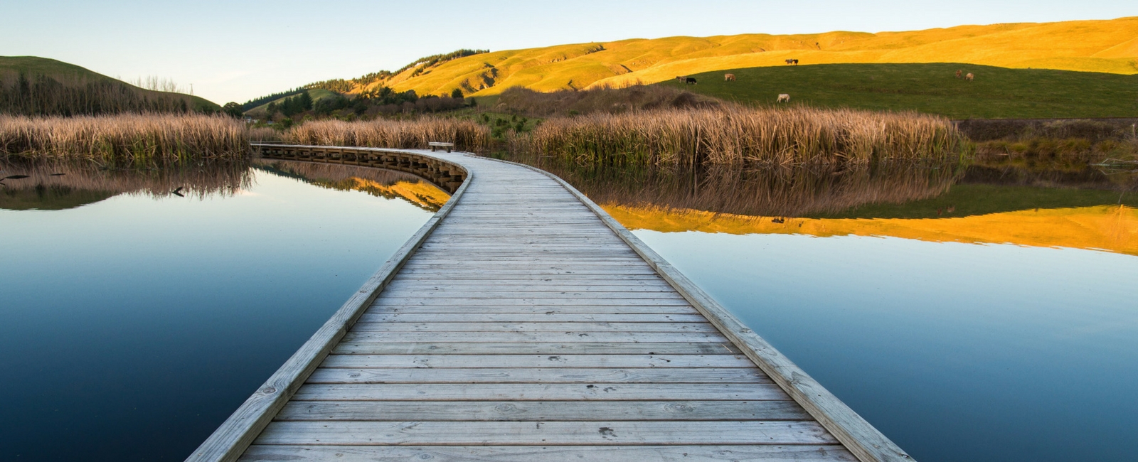 Pekapeka Wetlands - Hastings | Hawke's Bay NZ