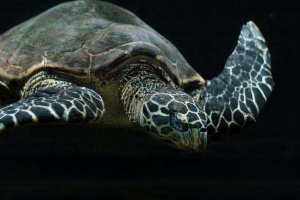 Aquarium turtle 600 400 px