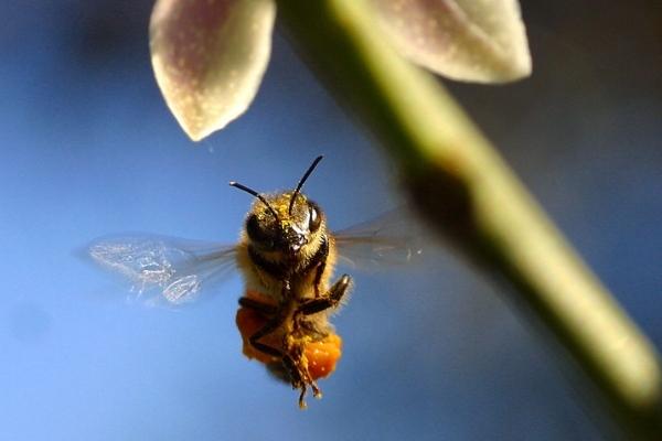 Arataki Honey 600x404