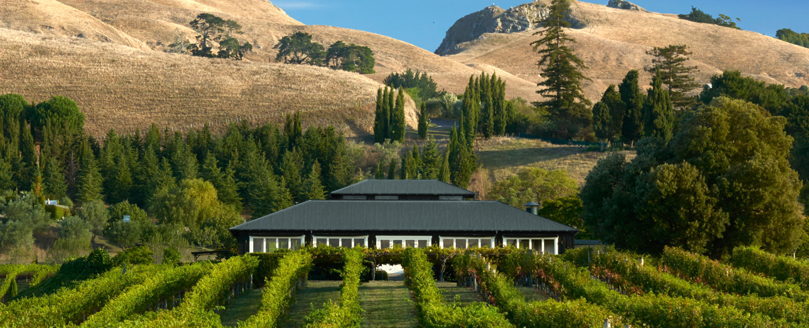 Black Barn Vineyards