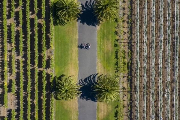Cycling the vines 600x400
