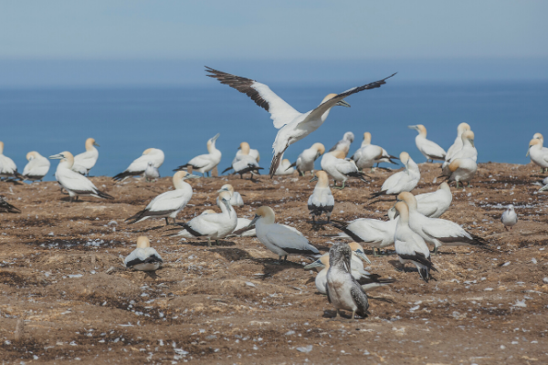 Gannets 600x400