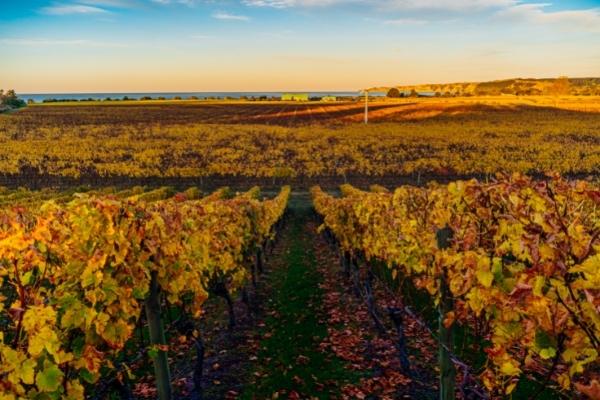 Harvest wine tour 600x400