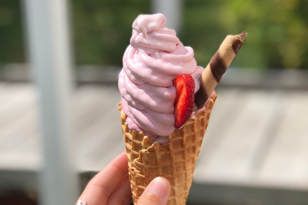 Icecream Spots Birdwoods