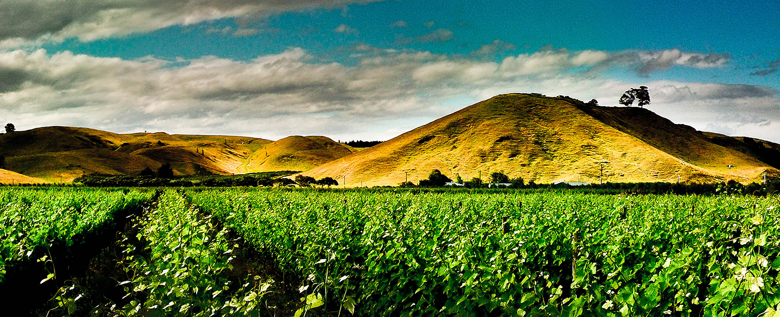 Ash Ridge Wines