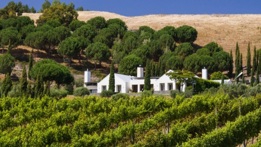 Black Barn Vineyards