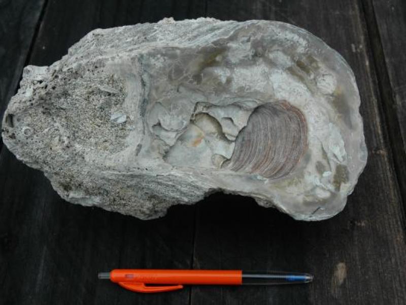 Oyster shell 3 million years old from Lime Rock Oyster shell 3 million years old from Lime Rock