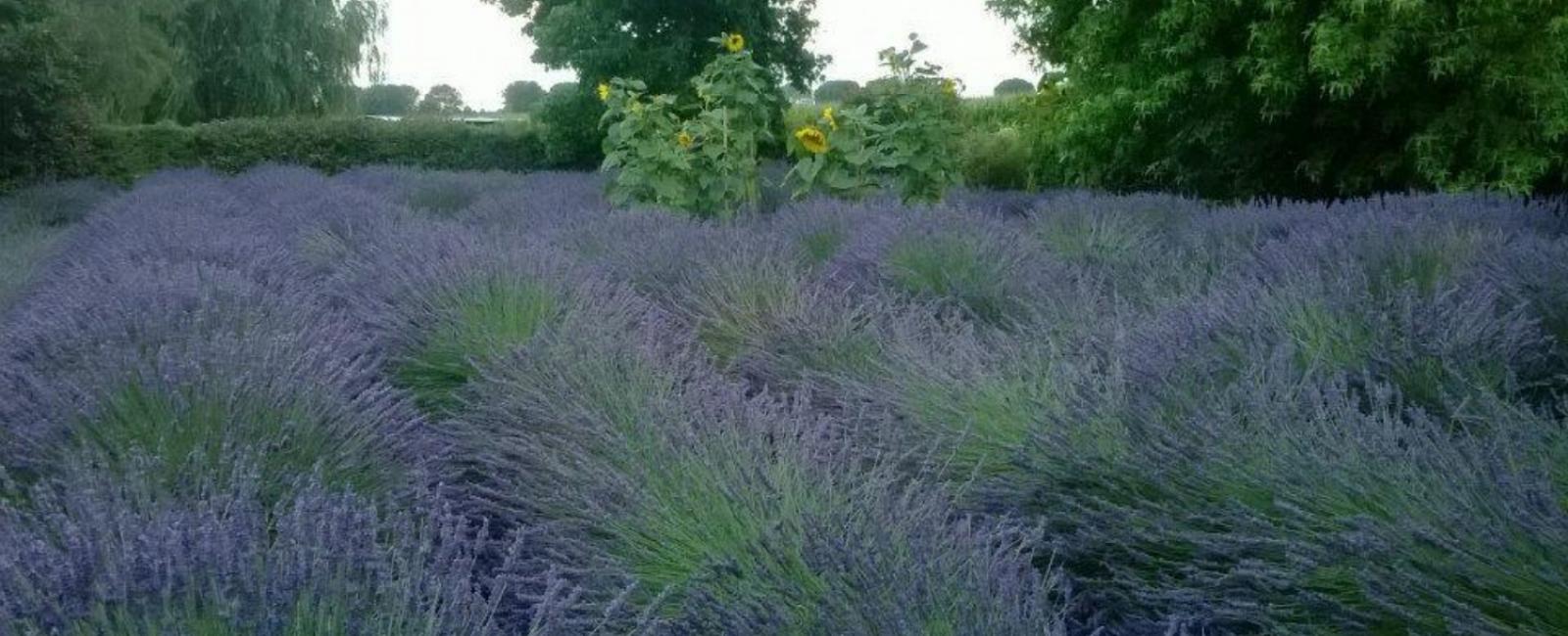 Nevaria Lavender