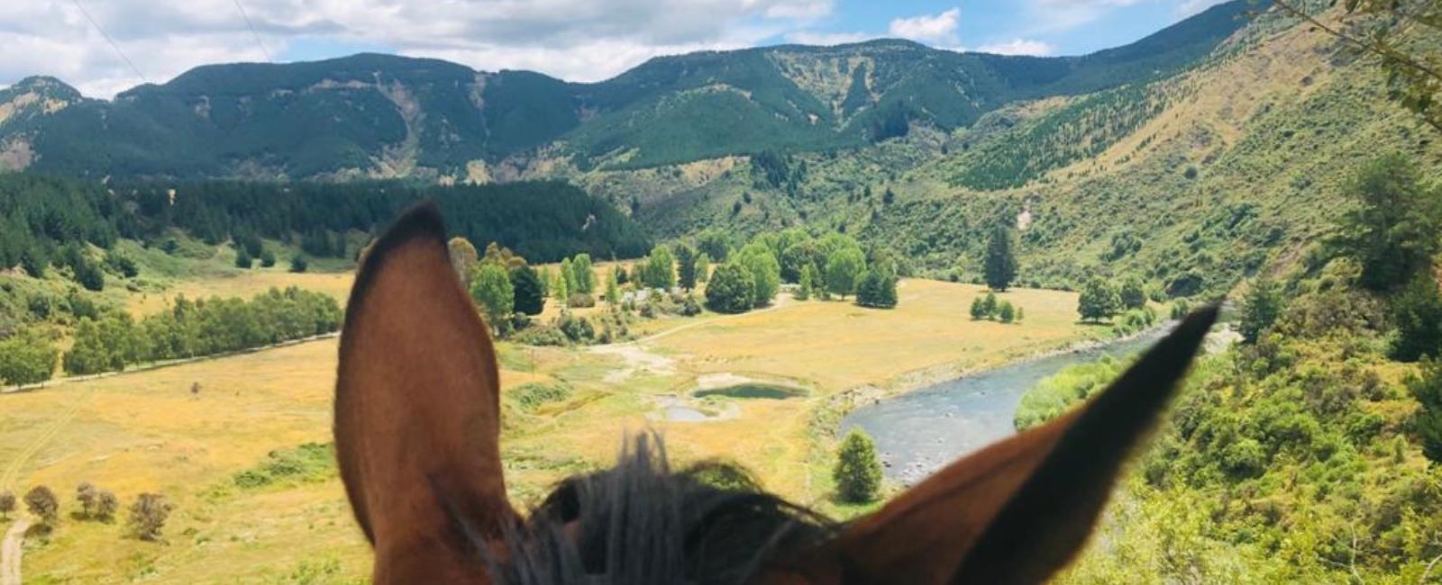 Mohaka River Farm Horse Trekking