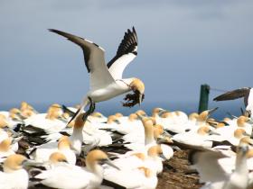 Gannets landing