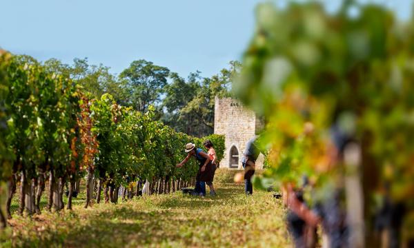 bordeaux video