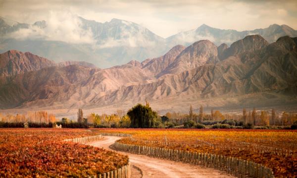 mendoza video